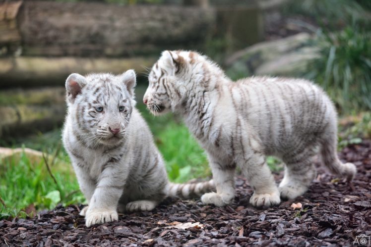 tiger, Cub, Kitten, Baby HD Wallpaper Desktop Background