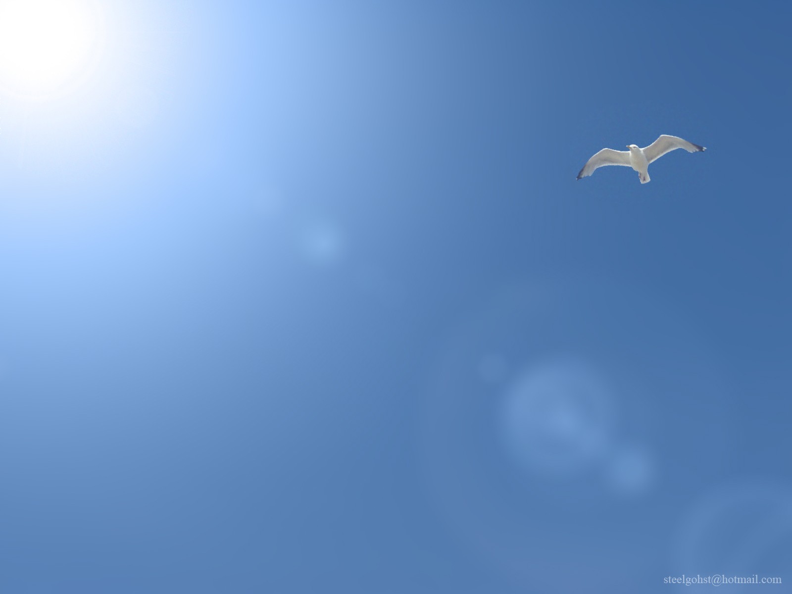 blue, Birds Wallpaper