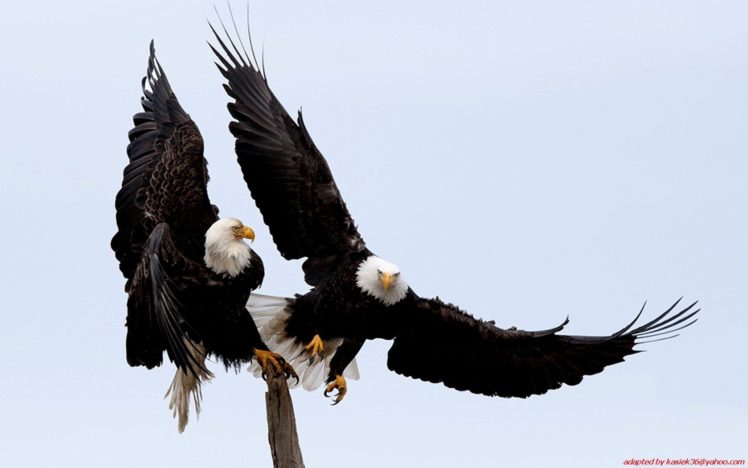 nature, Birds, Eagles, Bald, Eagles HD Wallpaper Desktop Background