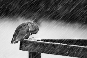 snow, Rain, Birds, Grayscale
