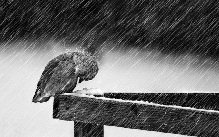 snow, Rain, Birds, Grayscale HD Wallpaper Desktop Background
