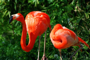 animals, Birds, Flamingos, Colors