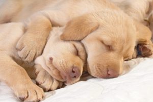 dogs, Puppies, Sleeping