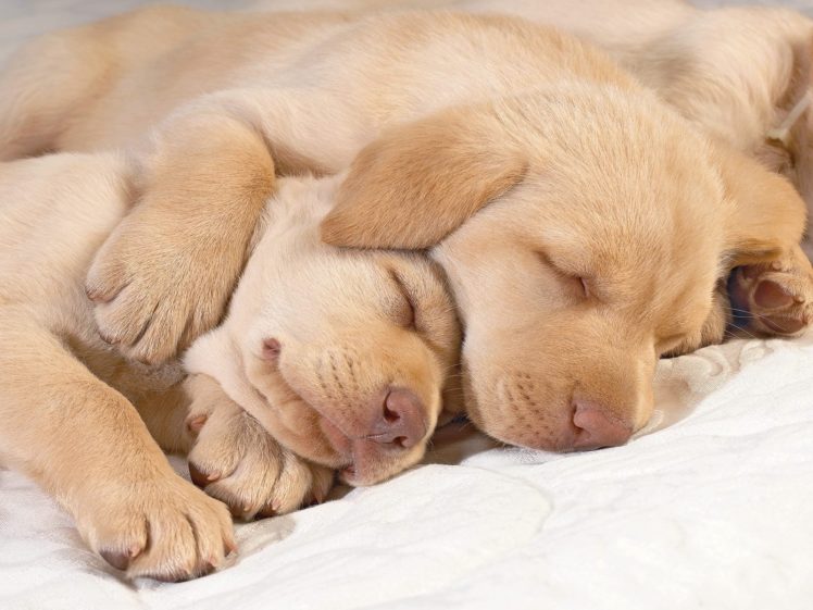 dogs, Puppies, Sleeping HD Wallpaper Desktop Background