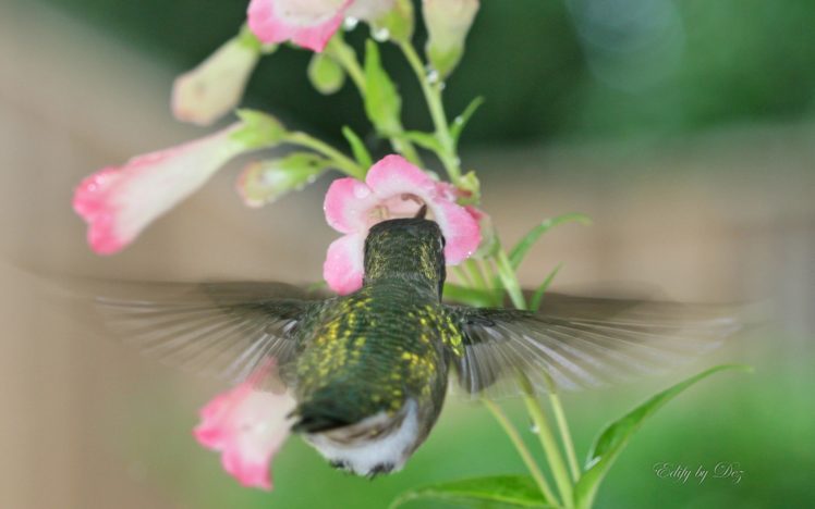 birds, Animals, Hummingbirds HD Wallpaper Desktop Background