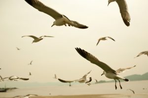 animals, Birds, Seagulls, Flying, Wings