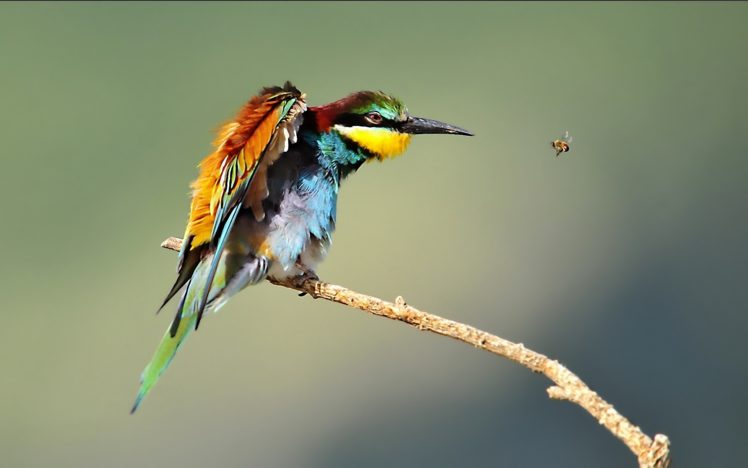birds, Wildlife, Bee, Eaters HD Wallpaper Desktop Background