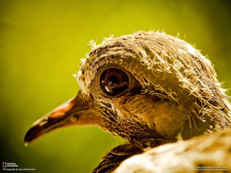 birds, National, Geographic HD Wallpaper Desktop Background