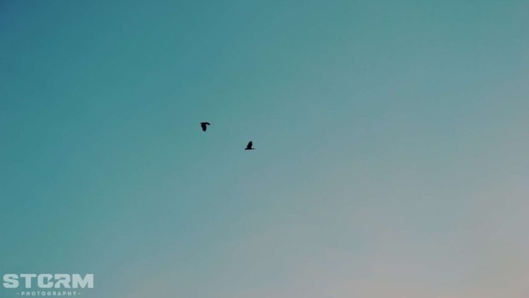blue, Love, Birds, Peace, Sillhouette, Skies HD Wallpaper Desktop Background