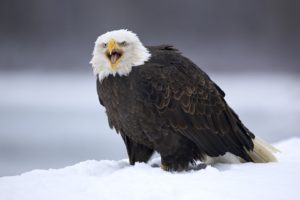 alaska, Bald, Eagles