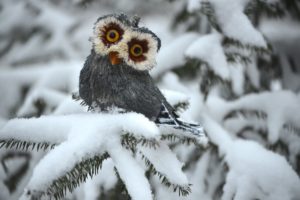 owl, White, Winter, Spruce