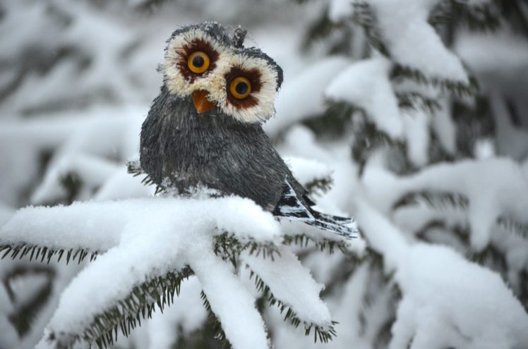 owl, White, Winter, Spruce HD Wallpaper Desktop Background
