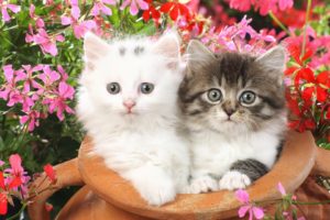 flowers, Cats, Animals, Kittens