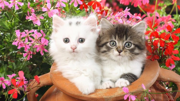 flowers, Cats, Animals, Kittens HD Wallpaper Desktop Background