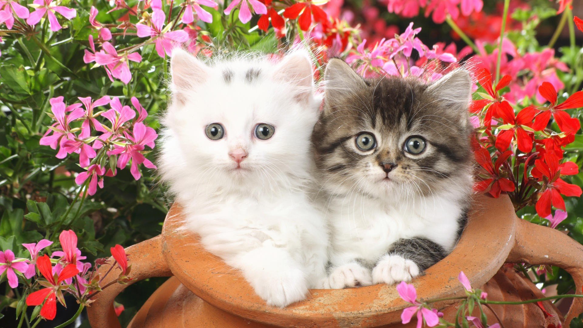 flowers, Cats, Animals, Kittens Wallpaper