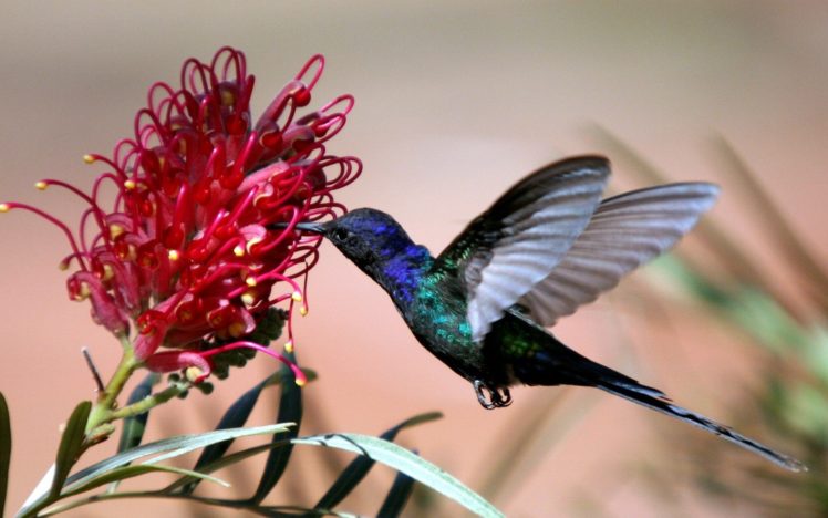 wings, Birds, Hummingbirds, Flight, Iridescence HD Wallpaper Desktop Background