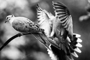 animals, Birds, Black and white, B w, Wings