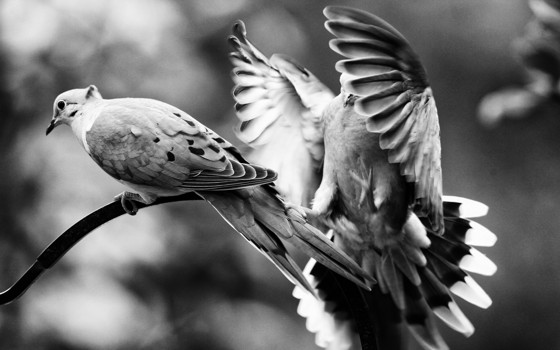 animals, Birds, Black and white, B w, Wings Wallpaper