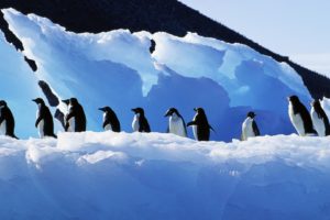 birds, Penguins, Antarctica