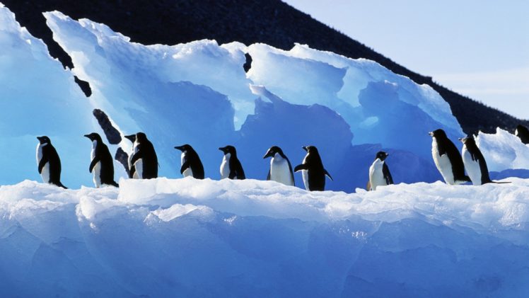 birds, Penguins, Antarctica HD Wallpaper Desktop Background