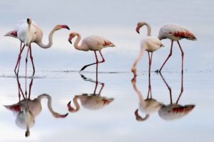 spain, Flamingos, Lagoon