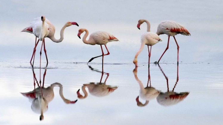 spain, Flamingos, Lagoon HD Wallpaper Desktop Background