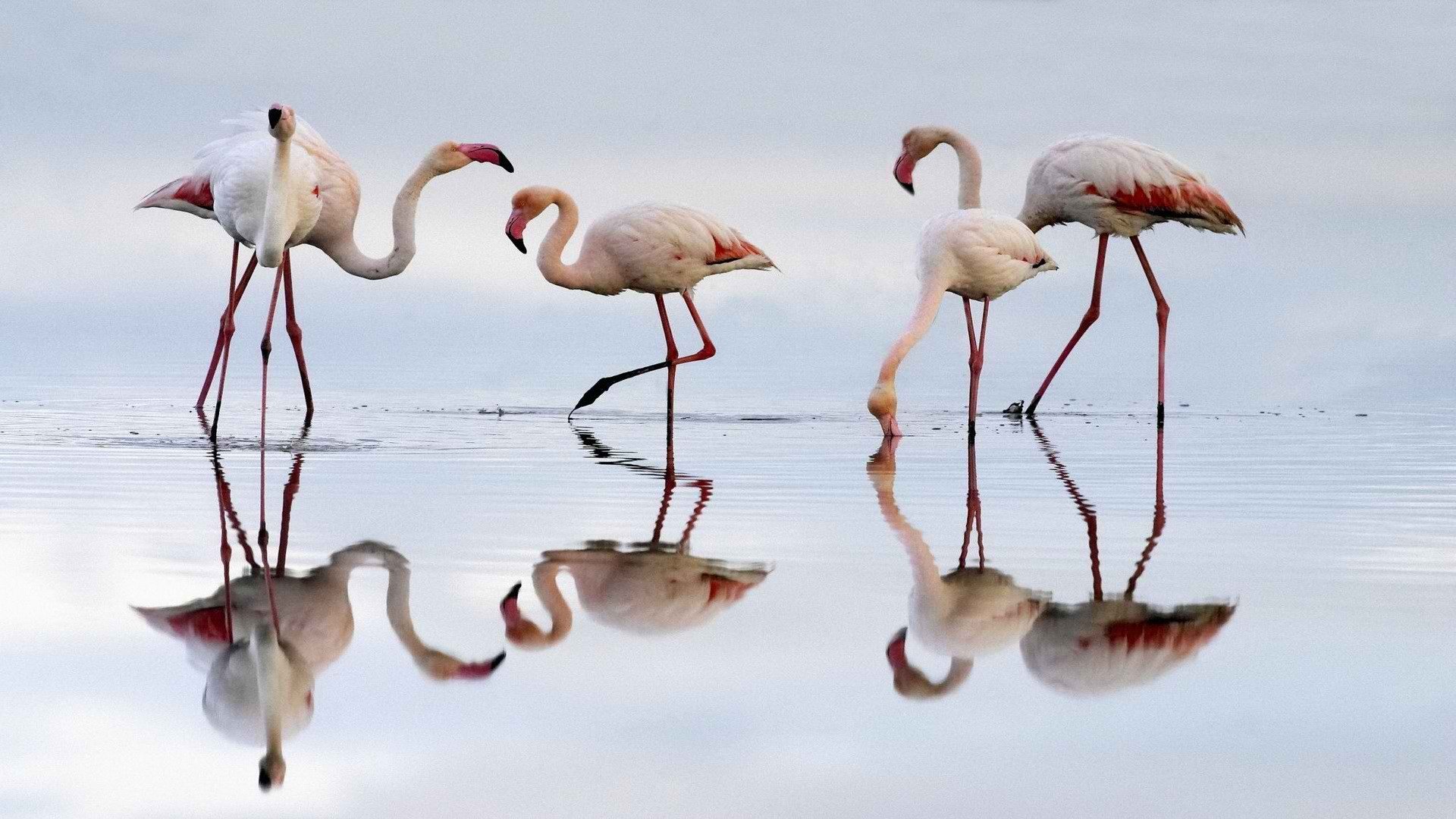 spain, Flamingos, Lagoon Wallpaper