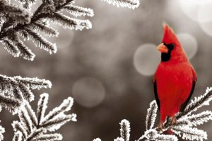 birds, Cardinal, Frost, Northern, Cardinal