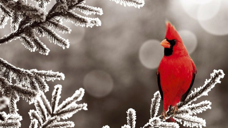 birds, Cardinal, Frost, Northern, Cardinal HD Wallpaper Desktop Background