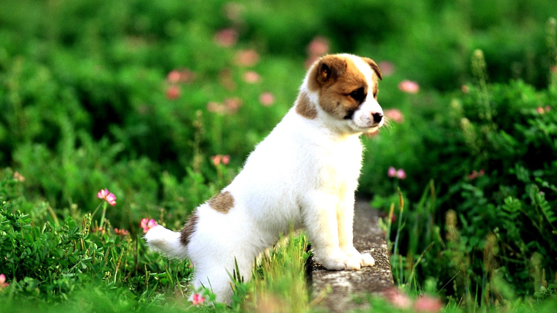 animals, Dogs, Puppies, Pets Wallpaper