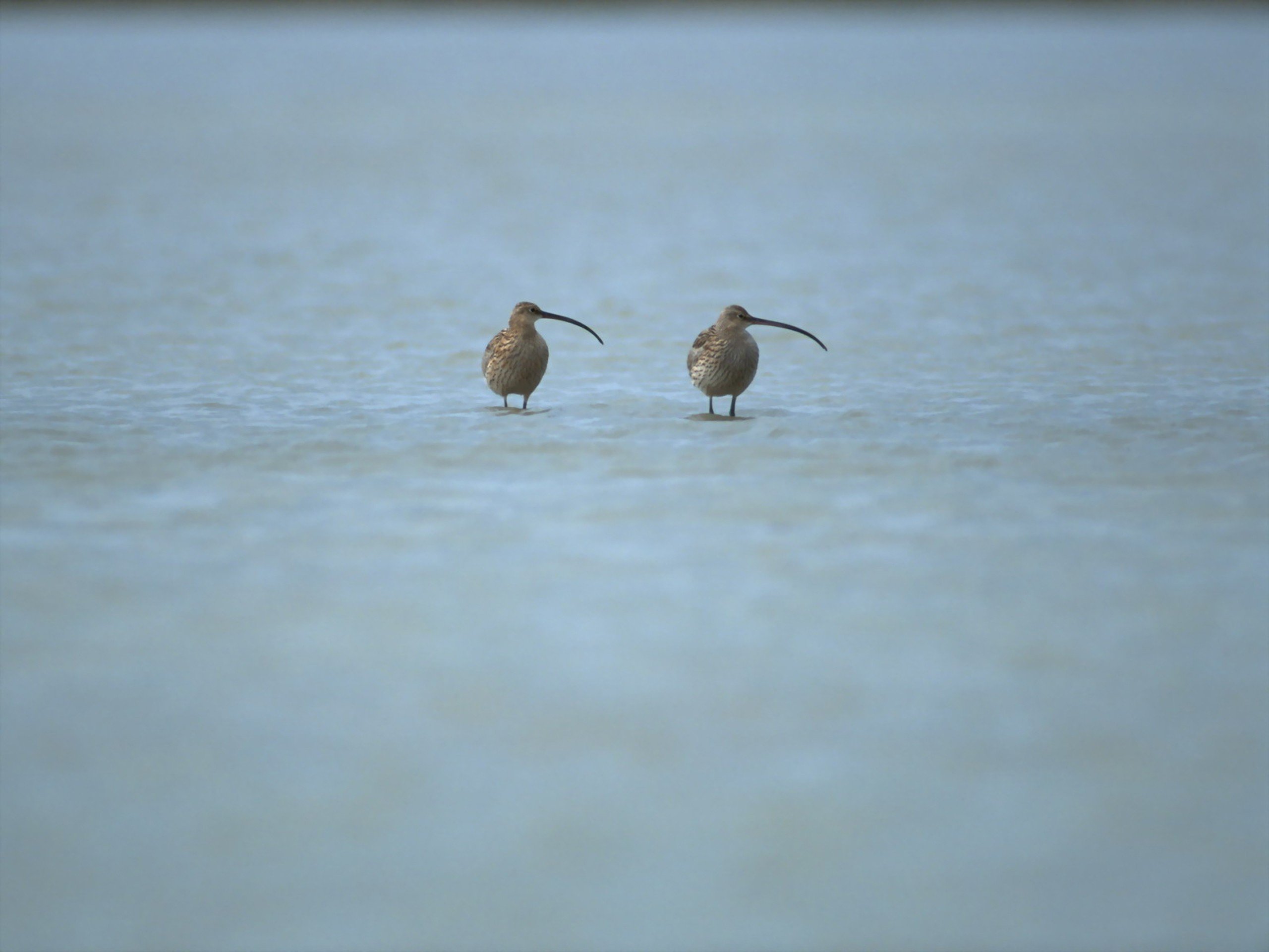 nature, Birds, Curlews Wallpaper