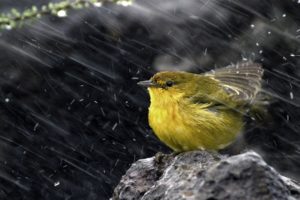 rain, Birds, Wind, Yellow, Warbler, Warblers