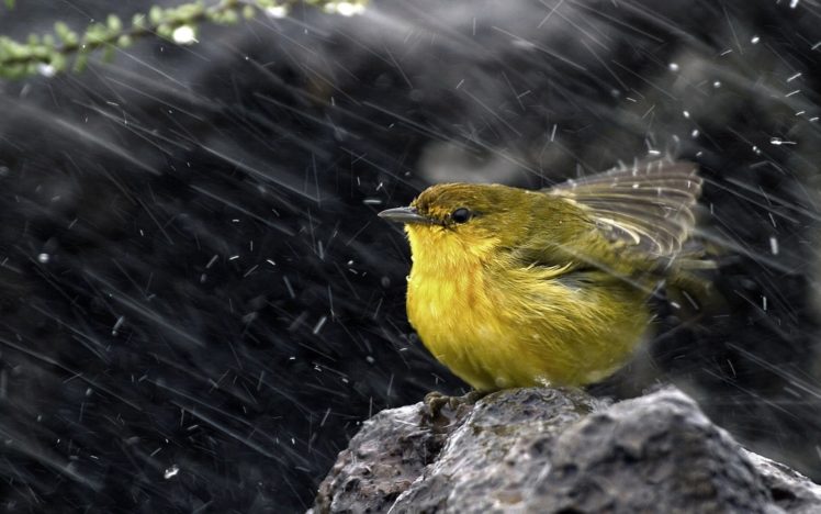 rain, Birds, Wind, Yellow, Warbler, Warblers HD Wallpaper Desktop Background