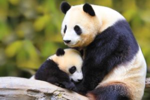 nature, Animal, Bird, National, Geographic, Panda, Forest, Baby, Green, Hd, Wallpapers