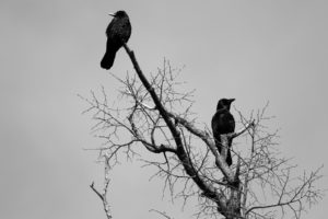animals, Birds, Crows, Ravens, Gothic, Dark