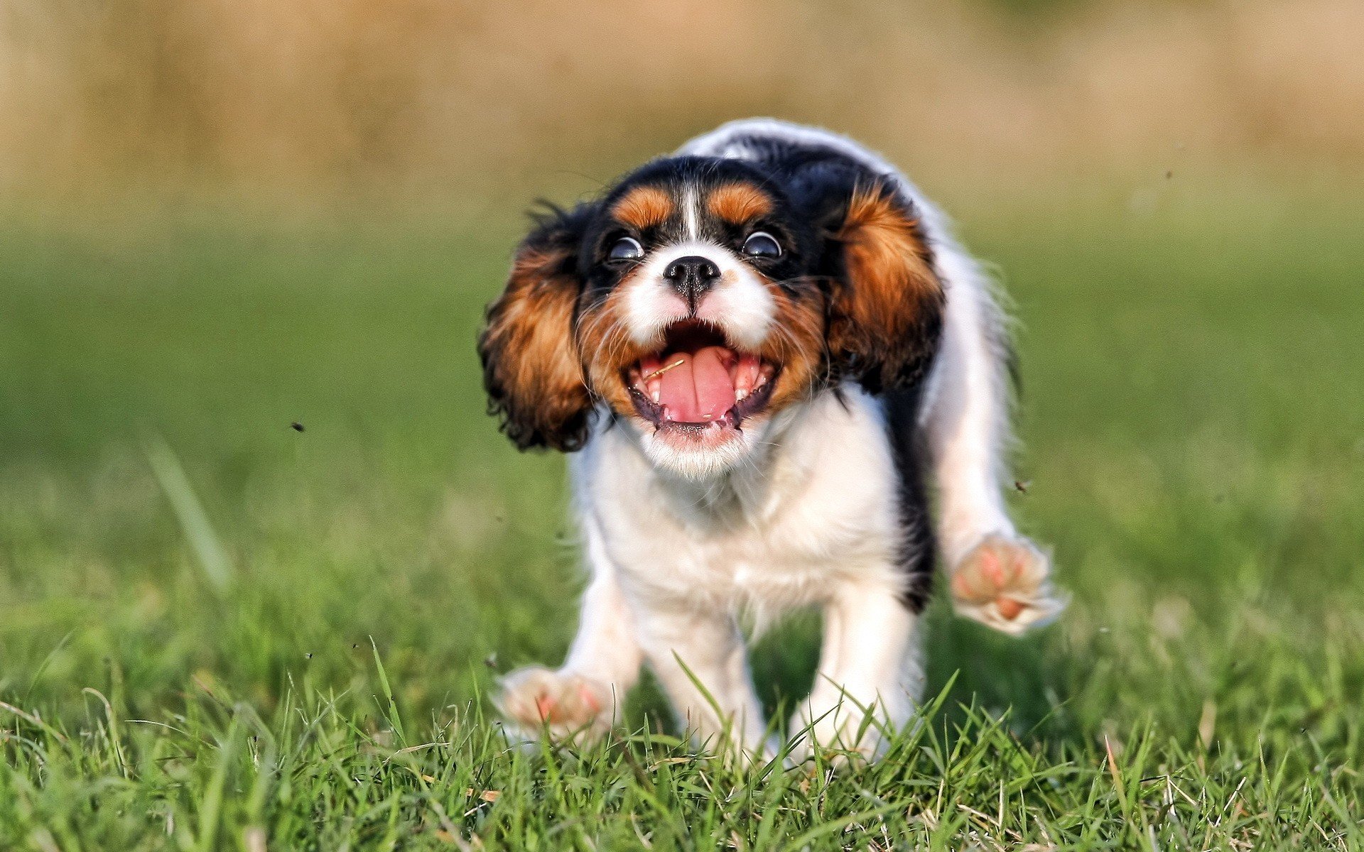 animals, Dogs, Puppies Wallpaper