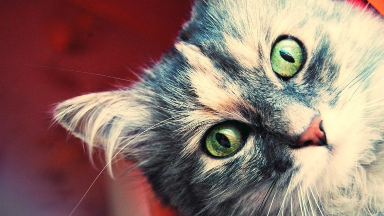nature, Cats, Animals, Kittens HD Wallpaper Desktop Background