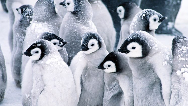 birds, Animals, Penguins HD Wallpaper Desktop Background