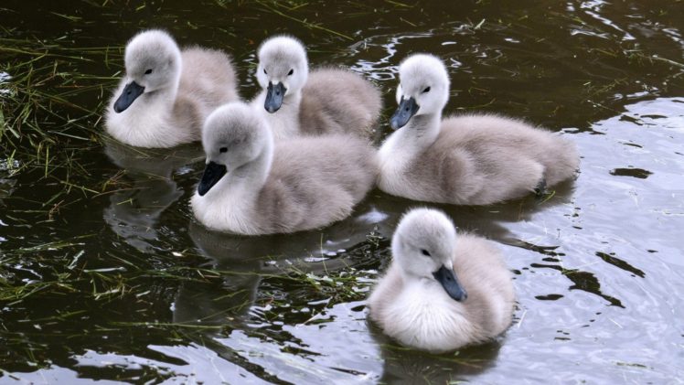 birds, Swans, Swimming, Baby, Birds HD Wallpaper Desktop Background