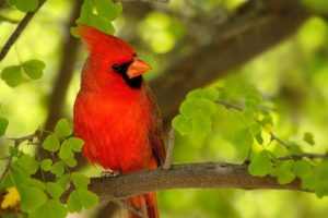 birds, Northern, Cardinal