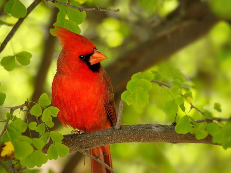 birds, Northern, Cardinal HD Wallpaper Desktop Background