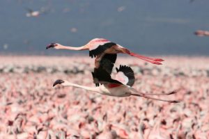 flamingos, Flight, Kenya