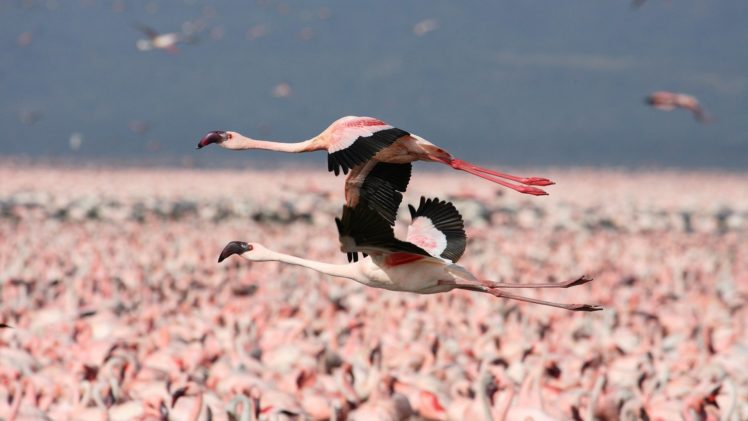 flamingos, Flight, Kenya HD Wallpaper Desktop Background