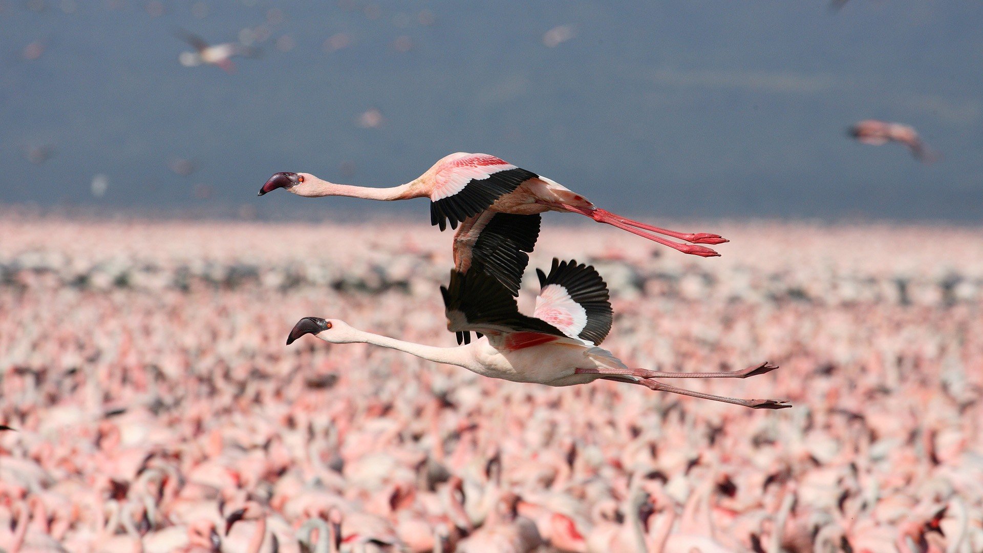 flamingos, Flight, Kenya Wallpaper
