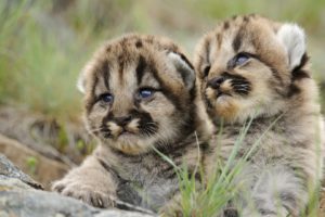animals, Puma, Cubs, Baby, Animals