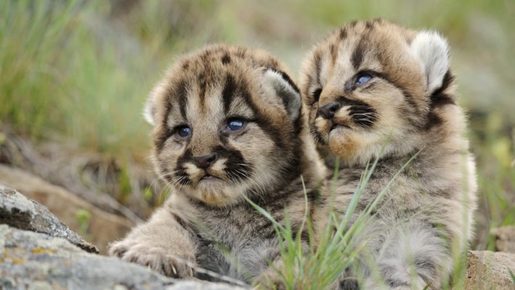 animals, Puma, Cubs, Baby, Animals HD Wallpaper Desktop Background