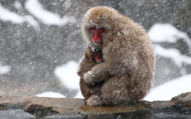 animals, Monkey, Nature, Winter, Cute, Mother, Snow, Snowflake, Snowing HD Wallpaper Desktop Background