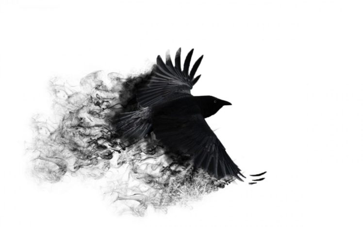 crow HD Wallpaper Desktop Background