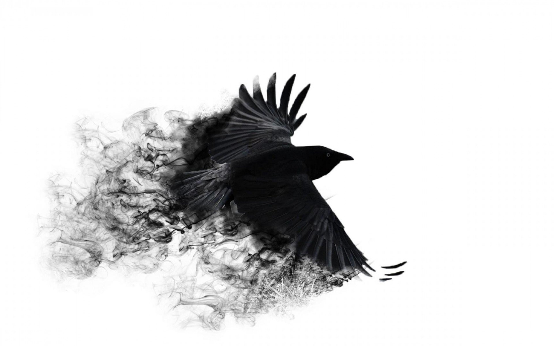 crow Wallpaper