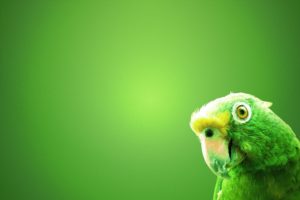 green, Parrot